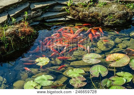 Japan Koifish Carp In Koi Pond, Koicarp In Water Lake