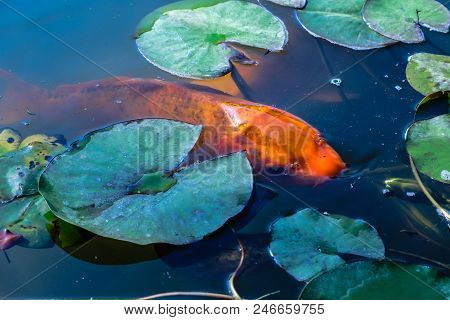 Japan Koifish Carp In Koi Pond, Koicarp In Water Lake