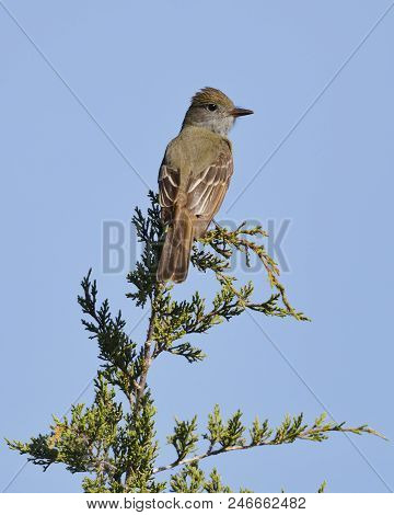 Great-crested Flycatcher (myiarchus Crinitus) Perched In A Red Cedar Tree - Ontario, Canada