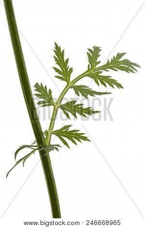 Leaf And Stem Of The Pyrethrum Flower, Isolated On White Background