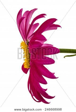 Flower Of Pyrethrum, Isolated On White Background