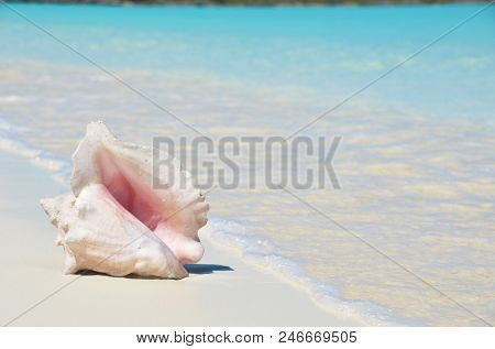 Conch on the beach. Exuma, Bahamas