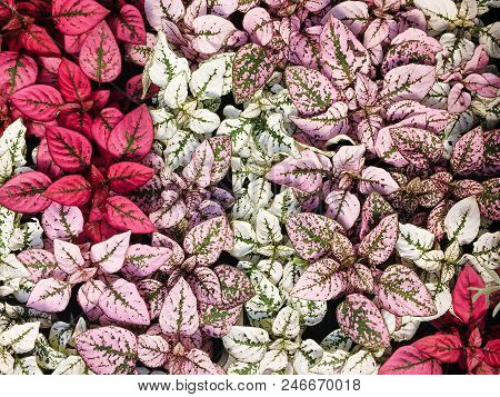 White, Red And Pink Foliage, Hypoestes Phyllostachya, Garden Plant, Known As Polka Dot Plant.