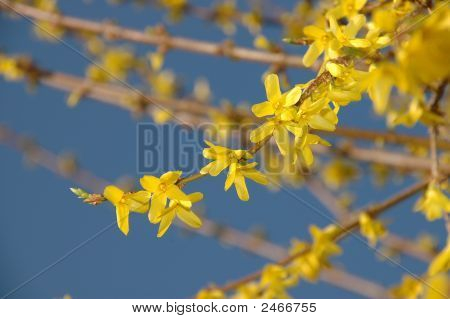 Flor de primavera