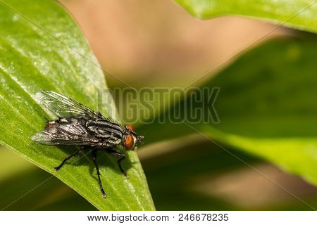 A Close Up Of A Flesh Fly (sarcophagidae Spp.)