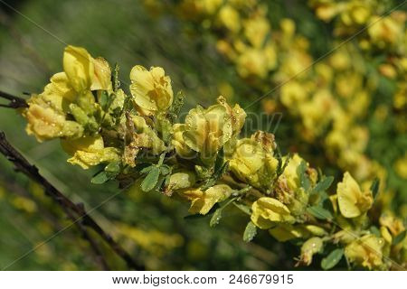 Cytisus Scoparius, The Common Broom Or Scotch Broom.