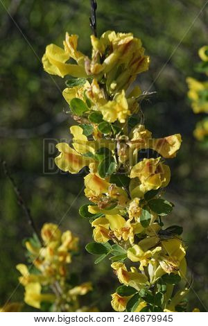 Cytisus Scoparius, The Common Broom Or Scotch Broom.