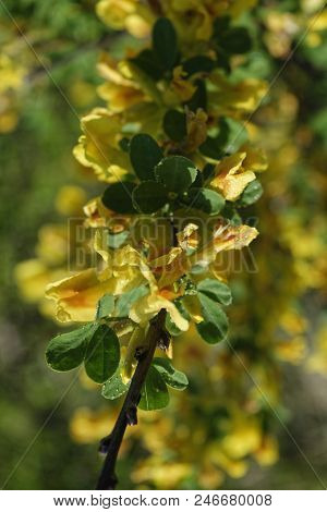 Cytisus Scoparius, The Common Broom Or Scotch Broom.