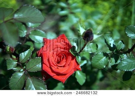 Beautiful Red Rose On A Bed Next To The House