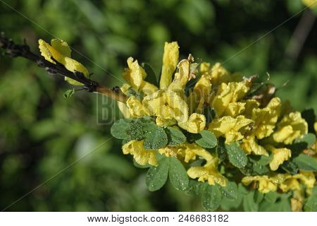 Cytisus Scoparius, The Common Broom Or Scotch Broom.