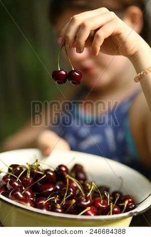 Sweet Cherry Merry In Human Hand With Teenager Girl On Background Close Up Summer Outdoor Photo