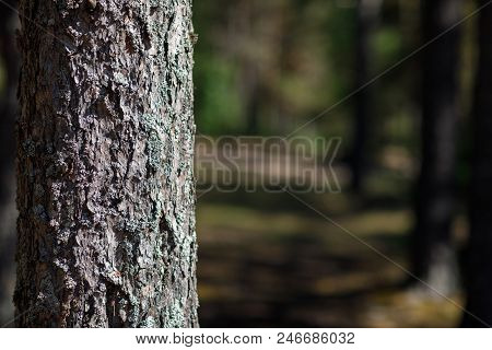 Pine Forest In Close-up And Place For Text