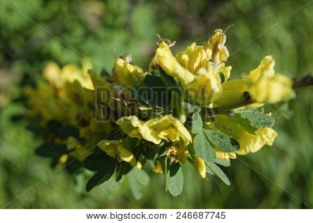 Cytisus Scoparius, The Common Broom Or Scotch Broom.