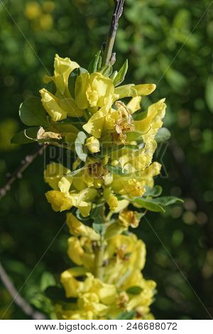 Cytisus Scoparius, The Common Broom Or Scotch Broom.