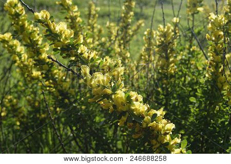 Cytisus Scoparius, The Common Broom Or Scotch Broom.