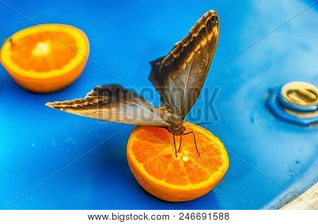 Eryphanis Automedon, Aka Automedon Giant Owl Is A Tropical Butterfly. Here Shown While Eating From A