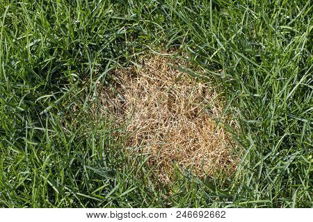 Anthracnose Lawn, Death Of Small Areas Of Turf