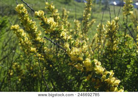 Cytisus Scoparius, The Common Broom Or Scotch Broom.