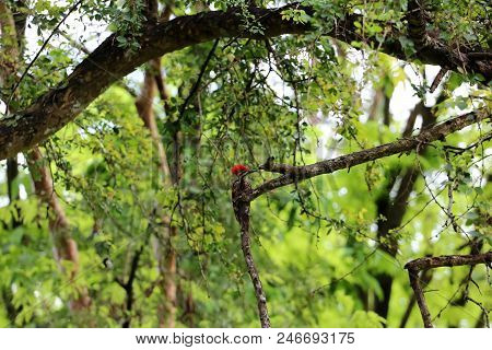 Common Flameback Or Common Goldenback Birds On The Tree In The Rain Forest In Thailand.