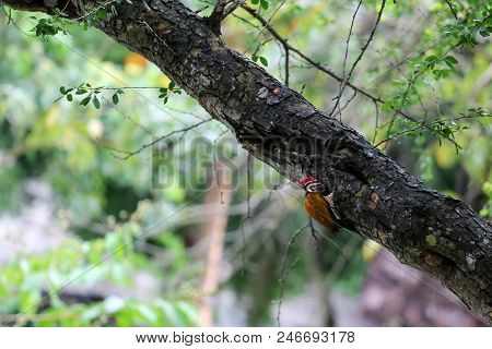 Common Flameback Or Common Goldenback Birds On The Tree In The Rain Forest In Thailand.