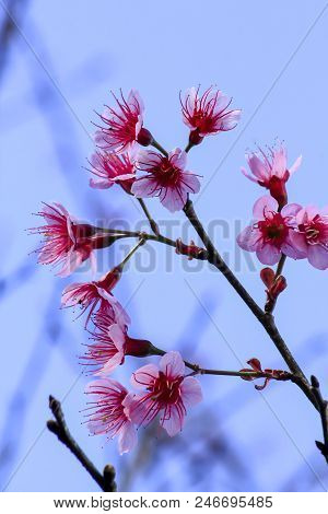 Prunus Cerasoides That Bloom Beautifully In Nature.
