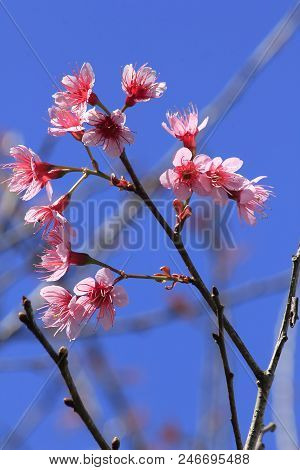 Prunus Cerasoides That Bloom Beautifully In Nature.