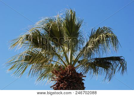 Trachycarpus Palm Tree Against Clear Blue Sky, Beauty In Nature