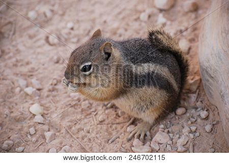 Cute Golden-mantled Ground Squirrel Eating On The Ground, Nature Wildlife