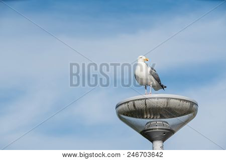 Longest The Coast At The Sea You See A Lot Of This Beautiful Seebird