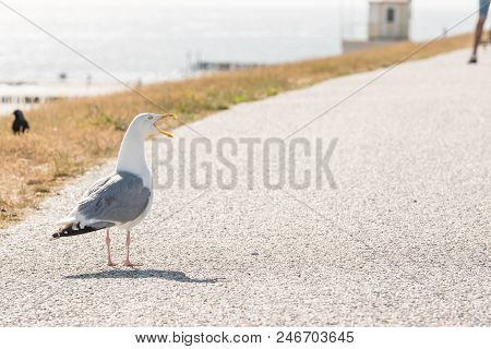 Longest The Coast At The Sea You See A Lot Of This Beautiful Seebird