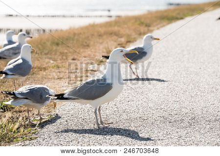 Longest The Coast At The Sea You See A Lot Of This Beautiful Seebird