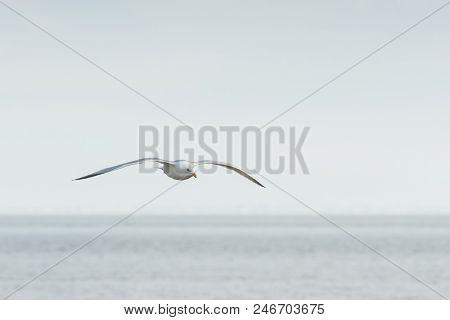 Longest The Coast At The Sea You See A Lot Of This Beautiful Seebird Flying