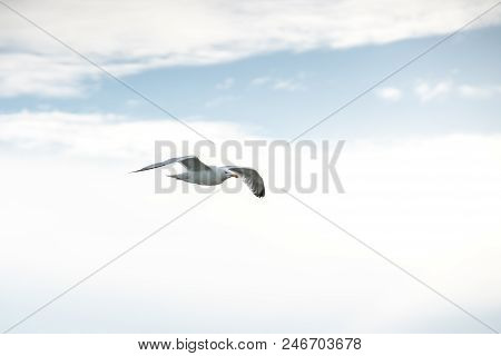 Longest The Coast At The Sea You See A Lot Of This Beautiful Seebird Flying
