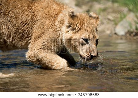 Close Up Young Lion Cub Drink Water