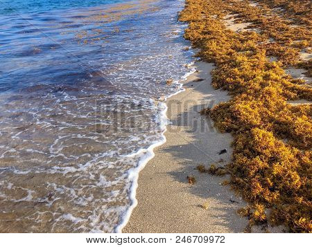 Thick Brown Seaweed On The Shore Of The Beach June 2018