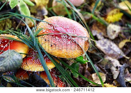 Mushroom Fly Agaric In The Forest In Grass In Autumn Forest