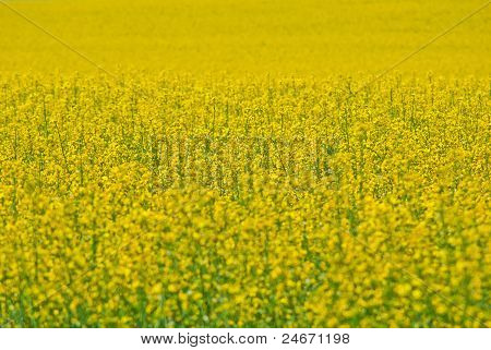Yellow field