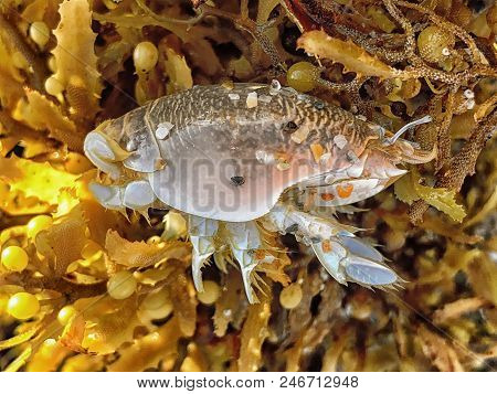 Sand Flea On Seaweed During Sargassum Algae Bloom (emerita Talpoida)