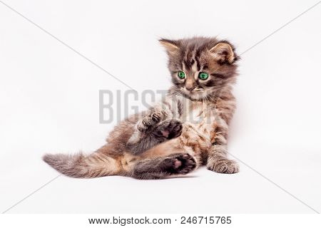 A Little Gray, Green-eyed Kitten Lies In A Funny Pose. Ktten On A White Isolated Background