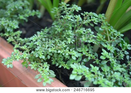 Artillery Plant, Pilea Microphylla, Central Of Thailand