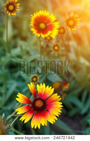 Beautiful Bright  Flower Helenium On  Blooming Green Meadow
