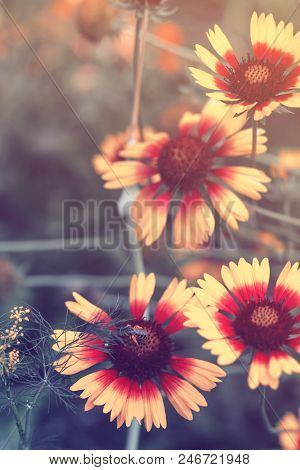 Beautiful Bright  Flower Helenium On  Blooming Green Meadow