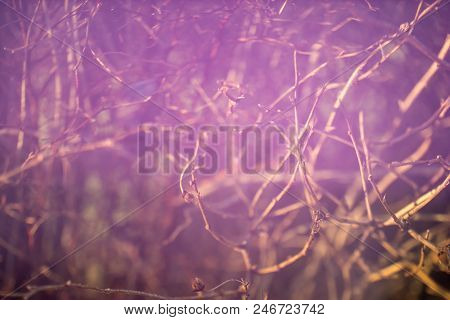 Blurry Nature Background With Naked Branches And Purple Light Leaks In Free Lensing Technique. Shall