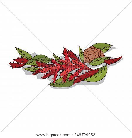 Isolated Clipart Of Plant Amaranth On White Background. Botanical Drawing Of Herb Amaranth With Flow