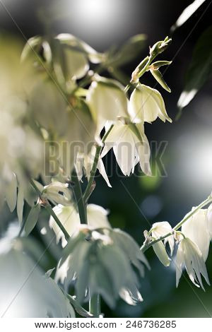 Decorative Yucca Plant. Flowers Of Yucca. Blooming Yucca Bush. Yucca Bushes In Bloom. Gardening Them