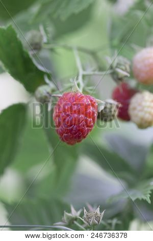 Ripe Raspberry On The Branch In The Garden. Fresh Raspberry Bush. Juicy Red Berries. Delicious And H
