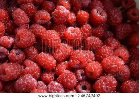 Raspberry From The Village Washed With Water