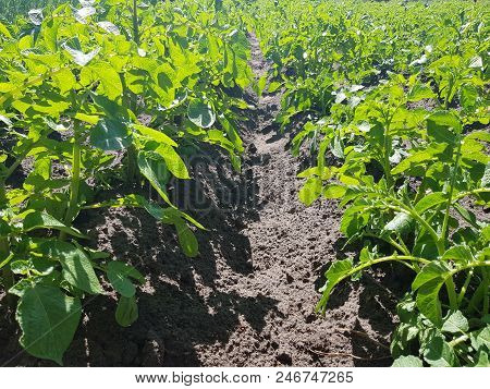 Beds With Potatoes In The Garden Or On The Farm. Potatoes Grow In Chernozem. Fresh Clean Bushes