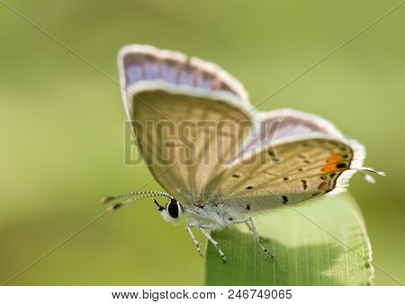 Tiny male Eastern Tailed-blue butterfly resting on a blade of grass with his wings half way open