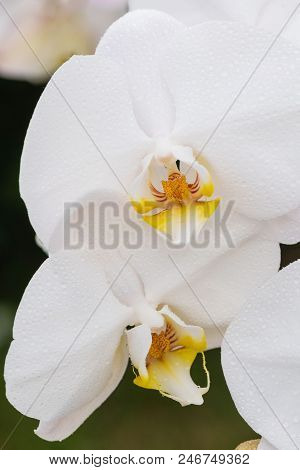White Orchid With Droplets Of Water On The Surface After Rain.